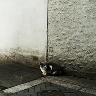 猫撮り散歩619