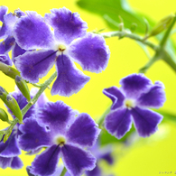 花写真＜2014-25＞＊ジュランタ