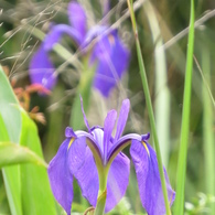 湿原の花たち～ノハナショウブ
