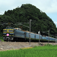 深緑カメレオン