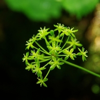 花の山へⅩⅧ