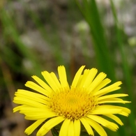 湿原の花たち～ミズギク