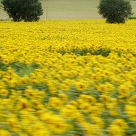 sunflower field（近）