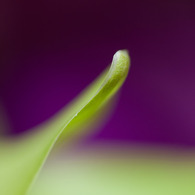 The world of macro NO.16