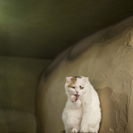 まねきねこ