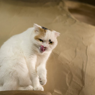 ぺろろん