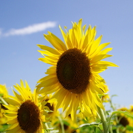 夏