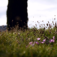 野の花