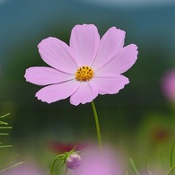 薄紅の秋桜