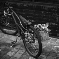 Bicycle carrying a flower basket in OSU