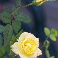 黄色いミニ薔薇