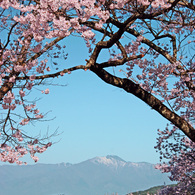 高遠の桜