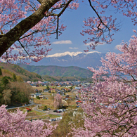 高遠の桜の間から見える中央アルプス