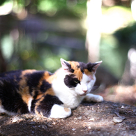 boss cat
