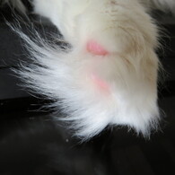 Paw pad