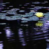 夏の花　～スイレン