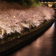 幻想的桜満開　