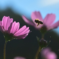 landing