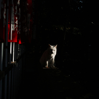 猫撮り散歩666