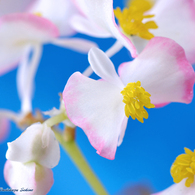 花写真＜2014-43＞＊ベゴニア