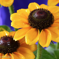 花写真＜2014-44＞＊ルドベキア