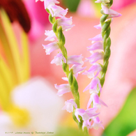花写真＜2014-45＞＊ネジバナ