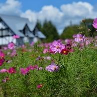 秋の桜