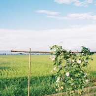 夏の思い出②