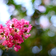 蘆花の華 #1