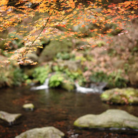 彩りの水辺