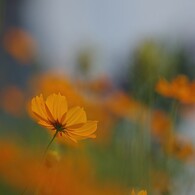 逢えなくなる前に
