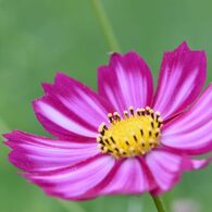 秋桜　あかつき　1