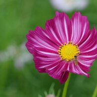 秋桜　あかつき　3