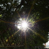 AF-S NIKKOR 20mm f/1.8G ED　逆光　テスト3