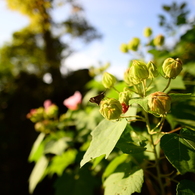 AF-S NIKKOR 20mm f/1.8G ED　テスト4