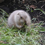 上野動物園
