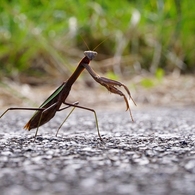 カマキリの目線です
