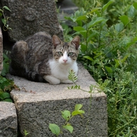 猫のいる風景　鞆の浦DSC_0115