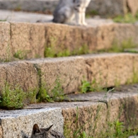 猫のいる風景　鞆の浦DSC_9968