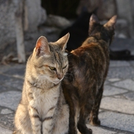 猫のいる風景　鞆の浦DSC_9983