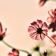 我流秋桜