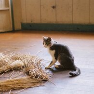 猫が藁にすがる日