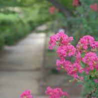 遅ればせながらの百日紅