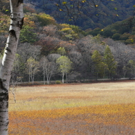 湿原秋襲