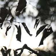 Old Brown Leaves