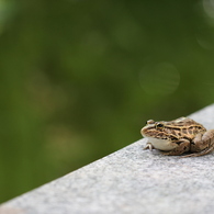 トノサマガエル
