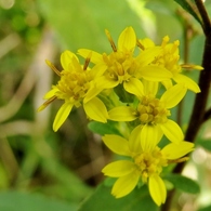 湿原の花たち～アキノキリンソウ