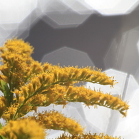 flower and crystal