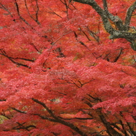 室生寺紅葉