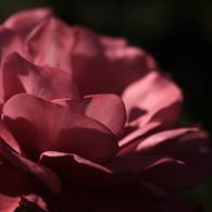 薔薇